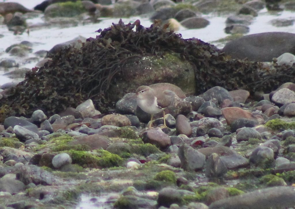 Spotted Sandpiper – Ard Mor, Tiree 17 Aug (Dante Shepherd).