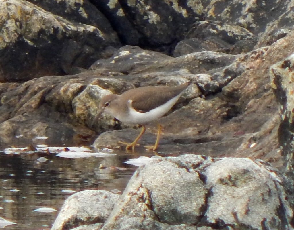 Spotted Sandpiper – Ard Mor, Tiree 17 Aug (John Bowler).