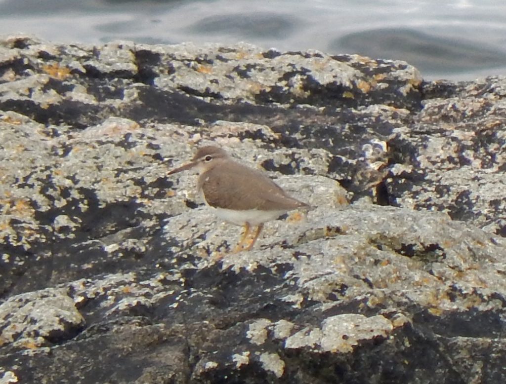 Spotted Sandpiper – Ard Mor, Tiree 17 Aug (John Bowler).