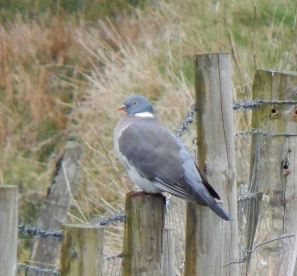 Wood Pigeon - Balephuil, Tiree 12 Apr (John Bowler).