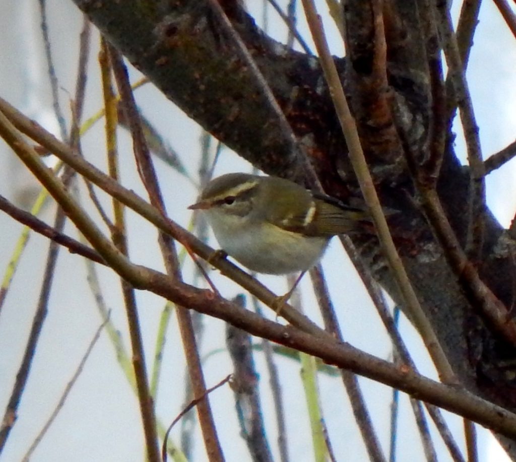 Yellow-browed Warbler – Balephuil, Tiree 17 Oct (John Bowler).