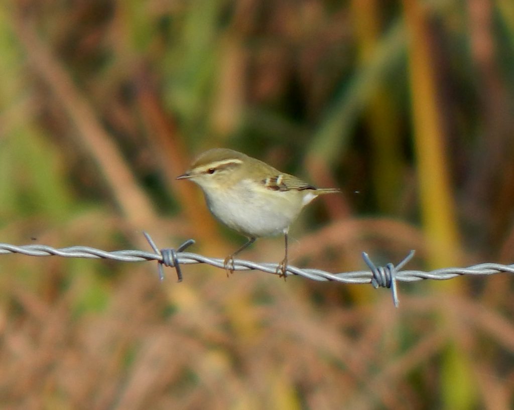 Yellow-browed Warbler – Balephuil, Tiree 19 Oct (John Bowler).