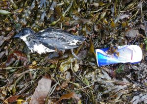 Little Auk - Dunstaffnage, Mid-Argyll 16 Jan (Steven Benjamins).