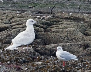 Iceland Gull - Ormsary, Mid-Argyll 14 Jan (Jim Dickson).