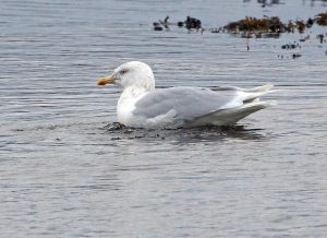 Glaucous Gull - Loch Gilp 19 Jan (Jim Dickson).