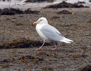 Glaucous Gull - Loch Gilp 19 Jan (Jim Dickson).