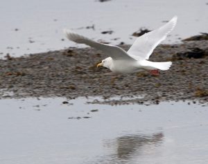 Glaucous Gull - Loch Gilp 19 Jan (Jim Dickson).