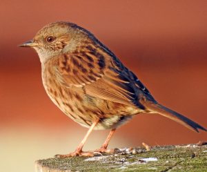 Dunnock - Kilchoman, Islay Ian & Margaret Brooke