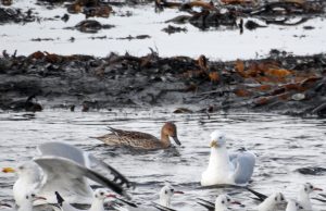 Pintail - Ormsary, Mid-Argyll 14 Jan (Jim Dickson).