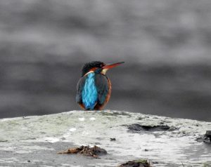 Kingfisher - Loch Gilp, Mid-Argyll 16 Jan (Jim Dickson).