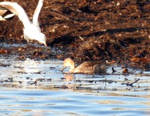 Pintail - Ormsary, Mid-Argyll 29 Jan (Jim Dickson).