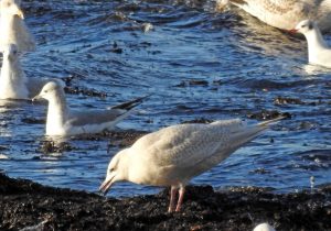 Iceland Gull - Ormsary, Mid-Argyll 29 Jan (Jim Dickson).