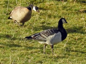Cackling Goose - Islay 5 Feb (Jim Dickson)