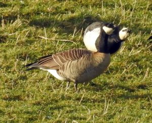 Cackling Goose - Islay 5 Feb (Jim Dickson)