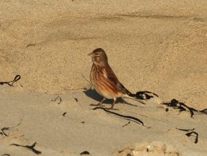 Linnet - Traigh Bhagh, Tiree 22 Jan (Steph Cope).