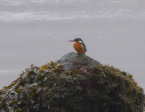 Kingfisher - Airds Bay, Taynuilt 17 Jan (Mike Harrison).