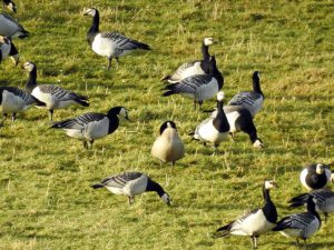 Cackling Goose - Islay 5 Feb (Jim Dickson)