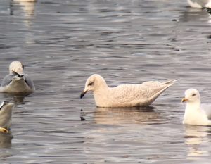 Kunlien's Gull - Ormsary, Mid-Argyll 5 Feb (Dan Brown).