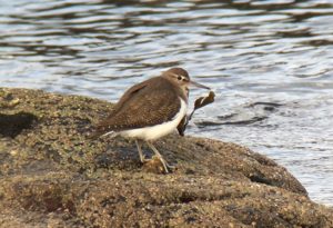 Common Sandpiper - Ronachan, Kintyre 5 Feb (Dan Brown).