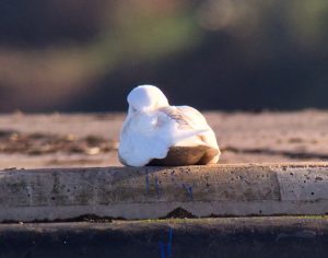 Iceland Gull - Campbeltown, Kintyre 5 Feb (Dan Brown).