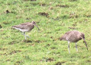 Whimbrel (left) - Inverlussa, Jura 31 Jan (Dan Brown).