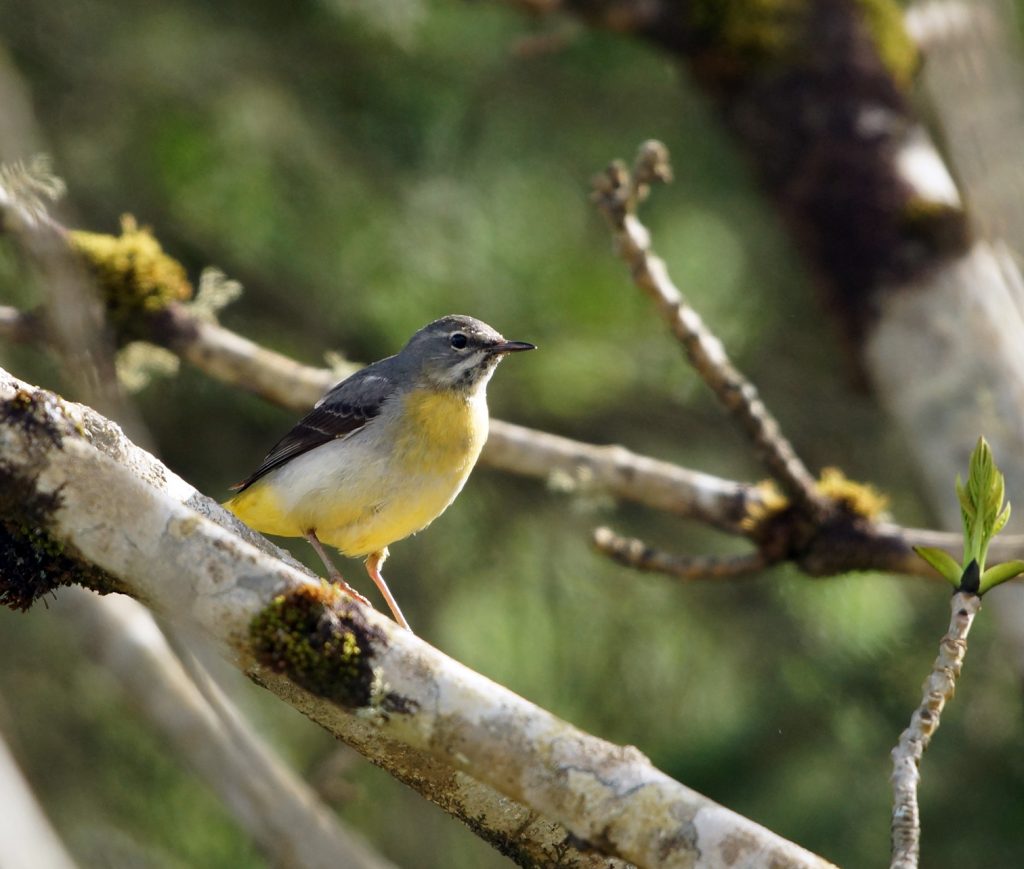 16th May – Argyll Bird Club