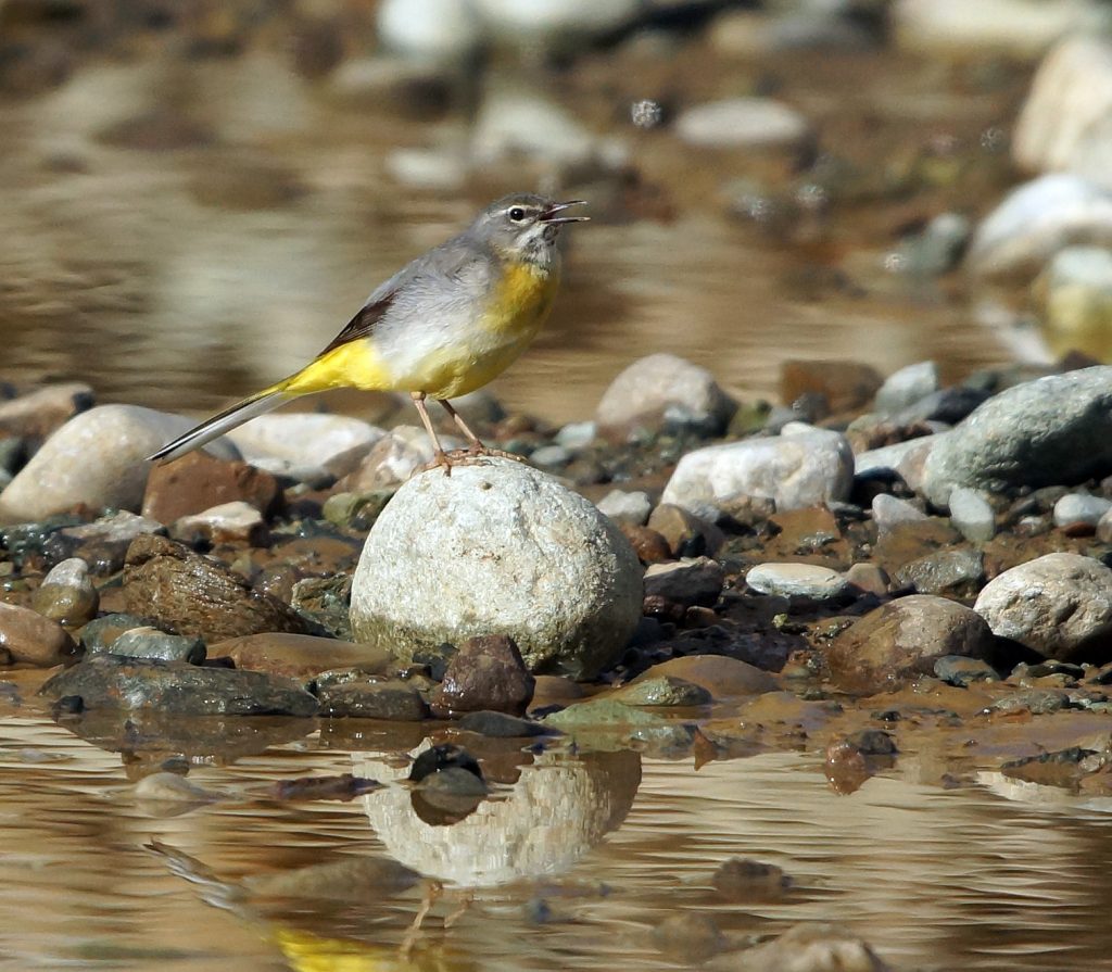 16th May – Argyll Bird Club